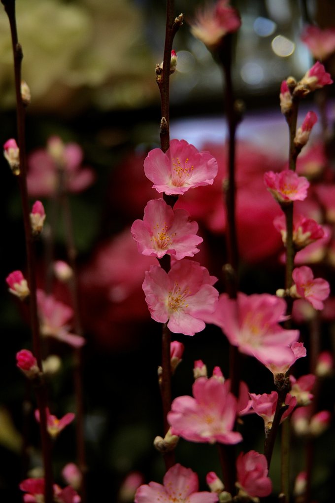 Douceur et couleurs photo 6